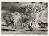 Craig Varjabedian (b. 1957) Cottonwood Trees No. 5 Near La Cienega 1998