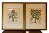 PAIR OF FRAMED FRENCH HORTICULTURAL PRINTS