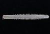 RARE Sawfish Rostrum Toothed Bill Pre-1950