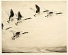 Roland Green (1896-1972) 'Canadian Geese'