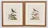 Two George Edwards Bird Prints