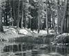Ansel Adams (Am. 1902-1984), Lodgepole Pines, Lyell Fork of the Merced River, Yosemite National