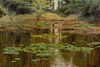 THE LILY POND OIL PAINTING
