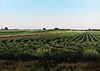 Harold Gregor Illinois Landscape #24 Oil