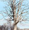 Ray DeFazio Tree in Winter 2012 Acrylic Painting