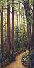 CATHEDRAL GROVE by Janet Plantinga