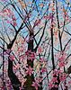 SPRING CHERRY BLOSSOMS by Maria Isabel Fleury