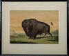 George Catlin (1796-1872): Buffalo Bull Grazing, Plate 2 from North American Indian Portfolio