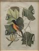 Mark Catesby (1682-1749)  hand colored engraving  marked lower right: Icterus The Baltimore Bird  marked lower left: Arbor Tu