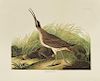 John James Audubon (1785-1851), "Great Esquimaux C
