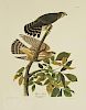 John James Audubon (1785-1851), "Pigeon Hawk," No.