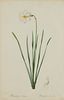 Pierre-Joseph Redoute Daffodil Botanical Print