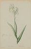 Pierre-Joseph Redoute Iris Swertii Botanical Print