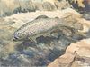 3 Albert Levering Fish Watercolors