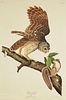 John James Audubon (1785-1851), "Barred Owl," No.