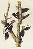 John James Audubon (1785-1851), "Ivory-billed Wood
