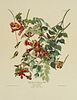 John James Audubon (1785-1851), "Ruby-throated Hum