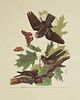 John James Audubon (1785-1851), "Whip-poor-will,"