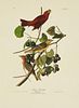 John James Audubon (1785-1851), "Summer Red Bird,"