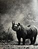 Peter Hill Beard, Rhino, 1960s