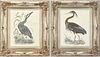Pair of Framed Heron Illustrations
