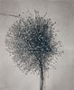 SUSAN CHAINEY, Lonely and Blue Onion Flower