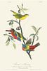 John James Audubon "Painted Bunting" Offset Lithograph
