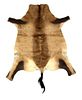 Red African Hartebeest Professional Taxidermy Hide