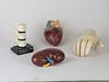 Vintage Merck Anatomical~ Medical Models~ Hand, Heart & Kidney