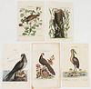 ASSORTED ORNITHOLOGICAL PRINTS, LOT OF FIVE