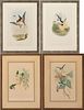 4 Gould & Richter Colored Lithographs, Hummingbirds & Birds of Great Britain