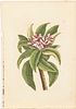 Mark Catesby, Pink Oleander, Hand Colored Engraving