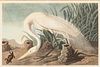 JJ Audubon (1785-1851), White Heron, Havell Ed. 1837