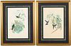 2 Gould Bird Lithographs With Paperwork