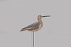 Exemplary Dowitcher Decoy by A. Elmer Crowell (1862-1952)