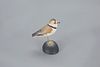 Miniature Piping Plover by A. Elmer Crowell (1862-1952)