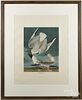 Print after Audubon, titled Bonapartion Gull, 20 1/2'' x 17 1/2''.