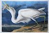 Audubon Aquatint Engraving, Great White Heron