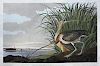 Audubon Aquatint Engraving, Long-Billed Curlew
