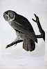 Audubon Aquatint Engraving, Great Cinereous Owl
