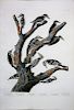 Audubon Aquatint Engraving, Group of 5 Woodpeckers