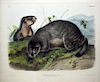 Audubon Lithograph, Hoary Marmot-The Whistler
