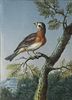 Engaging Ornithological Watercolor by 18th Century Artist Ernst Friedrich Carl Lang