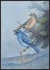 Steffen Watercolor of Mountain Bluebird