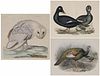 Three Ornithological prints
