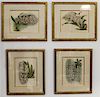 A Group of Four Botanical Prints. Each: 20 x 18 inches.