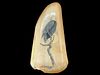Wildlife Scrimshaw Whales Tooth Perched Bald Eagle Signed W. Alexander 1981