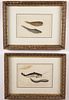 Pair of Chinese Export Watercolors on Pith Paper of Various Fishes