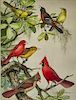 Roger Tory Peterson (1908-1996) Birds in Magnolia