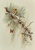 John Henry Dick (1919-2005) Olive Warblers with Butterfly